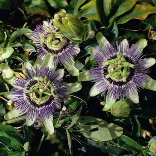 Risala Passiflora Coerulea, 25 Samen von Risala