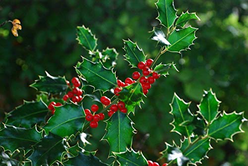 Saatgut Risala (Ilex aquifolium) 15 Samen von Risala