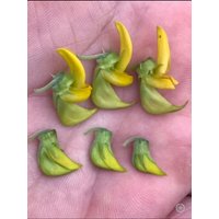 20 Samen 9, 99 - Regal Vogel Blume-Grün Blume-Crotalaria Cunninghami-Kolibri Blume-Grow Your Own Kolibri Aussehende Blumen von RiverRatSeeds