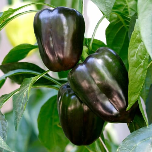 1 Beutel Paprikasamen, hohe Keimrate, leichte schwarze Paprikasamen, Gartensamen zum Anpflanzen Schwarz Paprika Samen von Roadoor