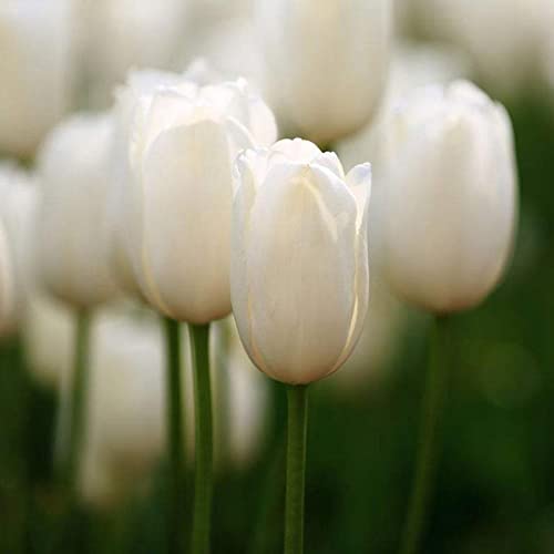 1 Beutel Tulpensamen, nützlich, klein, gemischt, schöne Dekoration, Blumenpflanzen, Samen für den Garten, Gartensamen, jetzt zum Pflanzen Weiß Tulpensamen von Roadoor