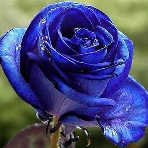 1 Beutel blau-schwarze Rosensamen, gentechnikfrei, produktive kleine Rosenblumensamen im Topf für den Garten, Gartensamen, jetzt zum Pflanzen Blau Schwarz Rosensamen von Roadoor