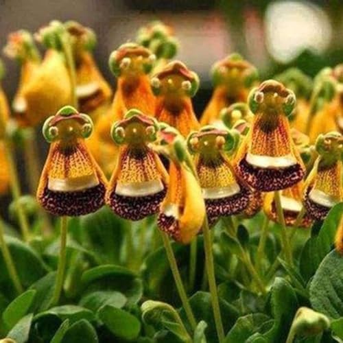 10 Stück seltene Calceolaria Uniflora-Samen, Blumenpflanze, Hausgarten, Dachfenster, Dekoration, Gartensamen zum Pflanzen 10 STÜCKE Calceolaria uniflora Samen von Roadoor