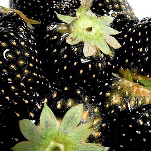 100 Stück/Packung Seltene Köstliche Erdbeersamen Grow Plant Fruit Seeds Home Garten Gartensamen für das Pflanzen jetzt Schwarz von Roadoor