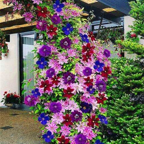 100 Stück Clematis-Kletterreben-Samen, Blumenpflanze, Heimbüro, Ornament, Dekoration, Gartensamen zum Pflanzen Gemischte Farbe von Roadoor