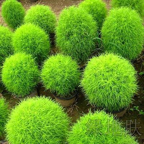 100 Stück Kochia Scoparia Zierpflanze Blumensamen Garten Hof Bonsai Dekor Gartensamen zum Pflanzen jetzt Grün Kochia Scoparia von Roadoor