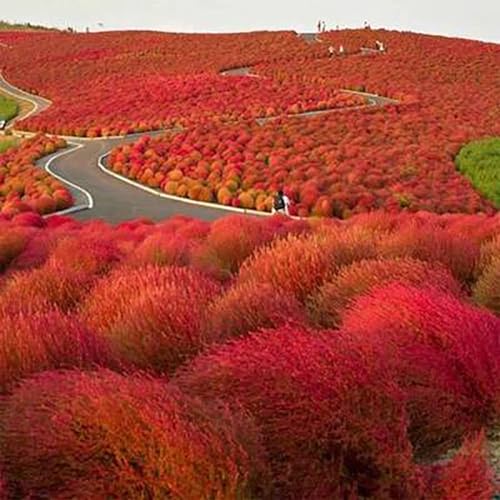 100 Stück Kochia Scoparia Zierpflanze Blumensamen Garten Hof Bonsai Dekor Gartensamen zum Pflanzen jetzt Orange Rot Kochia Scoparia von Roadoor