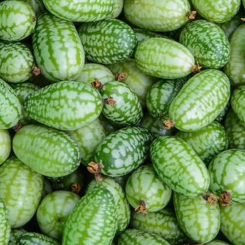 100 Stück Mini-Wassermelonen-Cucamelon-Samen, Obstpflanze, Hausgarten, Hofdekoration, Gartensamen zum Pflanzen Cucamelon-Samen von Roadoor
