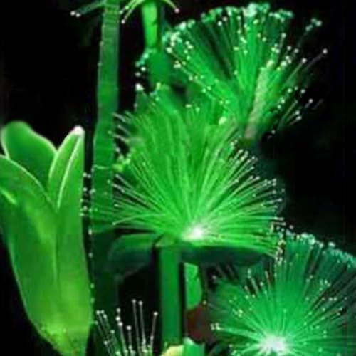100 Stück Nachtlicht emittierende Smaragd-fluoreszierende Blumensamen für Balkon, Garten, Dekoration, Gartensamen zum Pflanzen Fluoreszierende Blumensamen# 100pcs von Roadoor