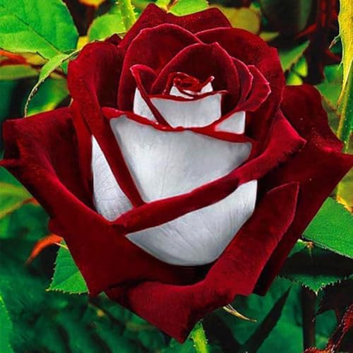 100 Stück Rot-Weiß Osiria Rubin Rose Blume Samen Home Garten Töpfe Dekor Pflanze Gartensamen für das Pflanzen jetzt von Roadoor