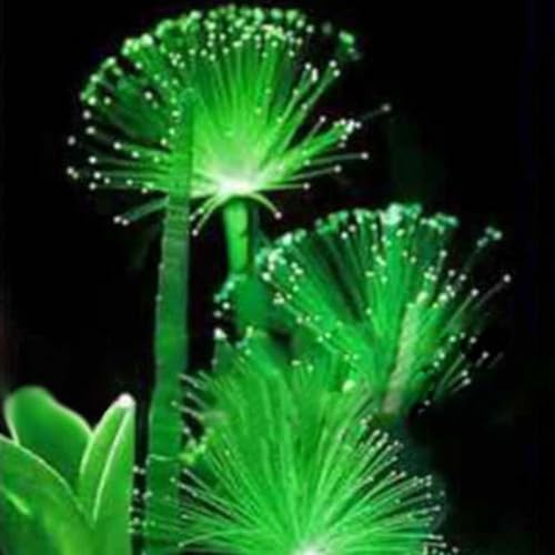 100 Stück Seltene Smaragd Fluoreszierende Blumensamen Nachtlicht Emittierende Pflanzen Garten Gartensamen für das Pflanzen jetzt von Roadoor