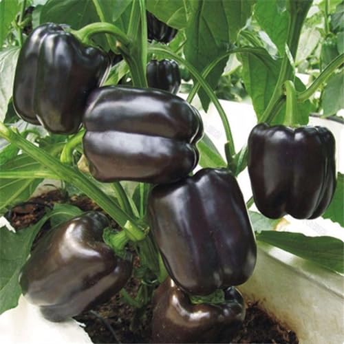 100 Stück bunte Paprika-Chili-Samen, köstliche Gemüsepflanze, Gartendekoration, Gartensamen zum Pflanzen Schwarz Chili-Samen von Roadoor