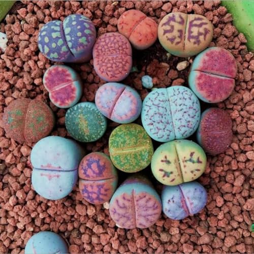 100 Stück gemischte Lithops-Samen, lebende Steine, Sukkulente, Bonsai, Gartendekoration, Gartensamen zum Pflanzen Lithops-Samen von Roadoor