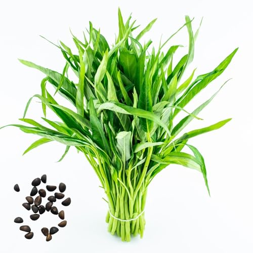 1000 PCs Semillas de Espinaca de Agua No-GMo Semillas de Kangkong Semillas de Hercia Vegetal de Hoja Verde Para Jardines Campos Vegetales Grün von Roadoor