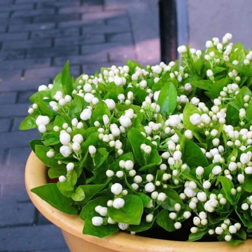 20 Stück Jasminum Grandiflorum Samen Zierblumengarten Balkon Bonsai Dekor Gartensamen zum Pflanzen jetzt Jasminum Grandiflorum-Samen von Roadoor