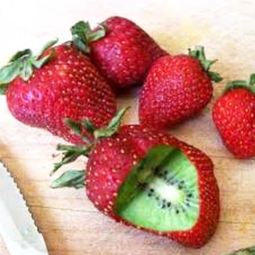 20 Stück gepfropfte Kiwi-Erdbeer-Samen, Bonsai, köstliche Früchte, Gartenpflanze, Dekor, Gartensamen zum Pflanzen jetzt Kiwi-Erdbeersamen von Roadoor