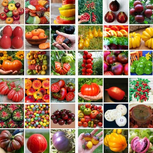 200 Stück gemischte Tomatensamen, Gartenfarm, köstliches Gemüse, Obst, Pflanzendekoration, Gartensamen zum Pflanzen Tomatensamen von Roadoor
