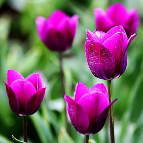 50 Stück Tulpenzwiebeln Blumensamen Garten Hof wachsen DIY Home Bonsai Pflanze Dekor Gartensamen zum Pflanzen jetzt Violett Tulpensamen von Roadoor