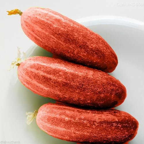 50 Stück rote Gurkensamen Cucumis Sativus Gemüse Hausgarten Pflanze Obst Gartensamen zum Pflanzen jetzt von Roadoor
