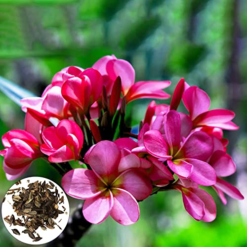 Roadoor Plumeria-Samen, 100 Stück/Beutel Samen, vielseitige, natürliche, ästhetische, hohe Überlebensrate, Blumensamen, Gartenzubehör Violett von Roadoor