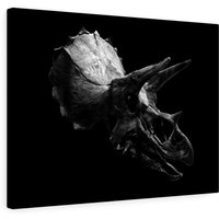 Schwarz-Weiß Foto Von Triceratops Skull Auf Leinwand Druck Schwarz-Weiß Foto Von Triceratops Skull Auf Leinwand Druck von RoarshackDesigns
