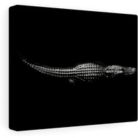 Schwarz & Weiß Krokodil Gallery Wraps von RoarshackDesigns