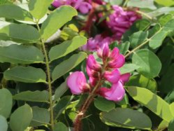 Borstenakazie 'Macrophylla', 40-60 cm, Robinia hispida 'Macrophylla', Containerware von Robinia hispida 'Macrophylla'