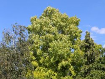 Gold-Robinie 'Frisia', 80-100 cm, Robinia pseudoacacia 'Frisia', Containerware von Robinia pseudoacacia 'Frisia'