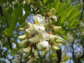 Korkenzieher-Akazie 'Tortuosa', 60-100 cm, Robinia pseudoacacia 'Tortuosa', Containerware von Robinia pseudoacacia 'Tortuosa'