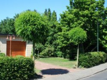 Kugel-Robinie / Kugelakazie 'Umbraculifera', Stamm 80 cm, 100-125 cm, Robinia pseudoacacia 'Umbraculifera', Stämmchen von Robinia pseudoacacia 'Umbraculifera'