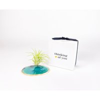 Großer Grüner Achatscheiben-Kristallluftpflanzenständer Mitgefühl Geschenkbox Und Tillandsia Inklusive Großer Grüner Achatscheiben-Kristallluftpflanzenständer Mitgefühl Geschenkbox Und Tillandsia Inklusive von Rocknair