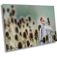 Haus Fink Kunstdruck Rustikaler Zaunpfahl Vogel Fotografie von RogerElliottPhotos