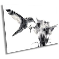 Kolibri Fine Art Print Schwarz-Weiße Tierfotografie von RogerElliottPhotos