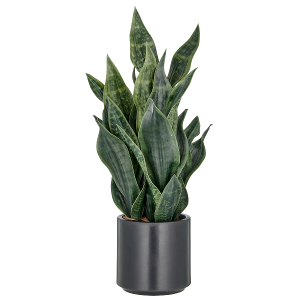 Roomio Sansevieria GREY STRIPE Durchmesser ca. 18 cm, Höhe ca. 66 cm in Fb. dunkelgrün von Roomio
