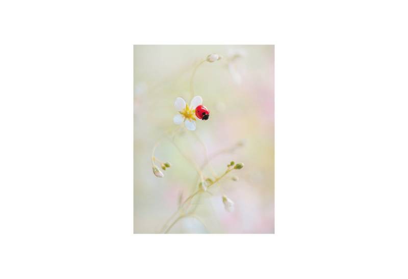 Roomy Fensterfolie Fensterfolie Roomy Fensterfolie Fensterfolie von Roomy