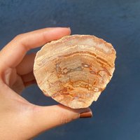 Natürliche Versteinerte Holz Platte Einzigartiger Erdstein von ROOTSANDAURA