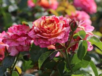 Beetrose 'Abracadabra' ®, Rosa 'Abracadabra' ®, Containerware von Rosa 'Abracadabra' ®