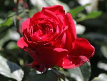 Nostalgie®-Edelrose 'Admiral' ®, Rosa 'Admiral' ®, Containerware von Rosa 'Admiral' ®