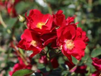 Bodendecker-Rose 'Alcantara' ®, Rosa 'Alcantara' ®, Wurzelware von Rosa 'Alcantara' ®