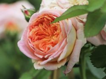 Kletterrose 'Alchymist', Rosa 'Alchymist', Wurzelware Kletterrose 'Alchymist', Rosa 'Alchymist', Wurzelware von Rosa 'Alchymist'