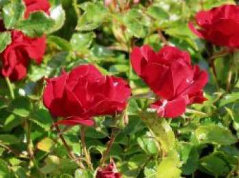 Bodendecker-Rose 'Alpenglühen' ®, Rosa 'Alpenglühen' ®, Containerware von Rosa 'Alpenglühen' ®