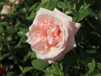 Edelrose 'Aphrodite' ®, Rosa 'Aphrodite' ®, Containerware von Rosa 'Aphrodite' ®