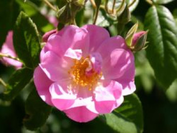 Ramblerrose 'Apple Blossom', Rosa 'Apple Blossom', Containerware von Rosa 'Apple Blossom'