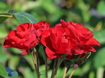 Beetrose 'Arifa' ®, Rosa 'Arifa' ®, Wurzelware von Rosa 'Arifa' ®