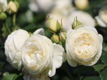 Nostalgie®-Strauchrose 'Artemis' ®, Rosa 'Artemis' ®, Wurzelware von Rosa 'Artemis' ®