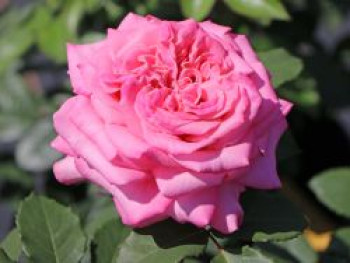 Edelrose 'Ashley' ®, Rosa 'Ashley' ®, Containerware von Rosa 'Ashley' ®