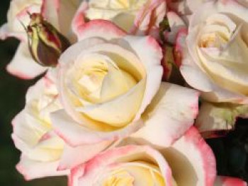 Edelrose 'Athena' ®, Rosa 'Athena' ®, Containerware von Rosa 'Athena' ®