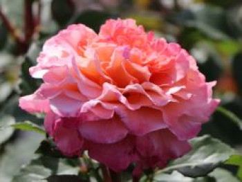 Edelrose 'Augusta Luise' ®, Rosa 'Augusta Luise' ®, Containerware von Rosa 'Augusta Luise' ®