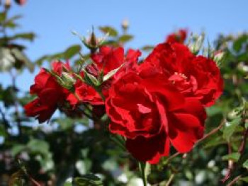 Bodendecker-Rose / Beetrose 'Austriana' ®, Rosa 'Austriana' ®, Topfware von Rosa 'Austriana' ®