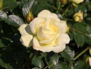 Edelrose 'Avec Amour' ®, Rosa 'Avec Amour' ®, Containerware von Rosa 'Avec Amour' ®
